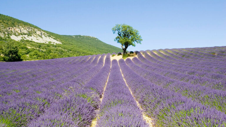 Lavender fields in Provence with the DMC Destination Provence