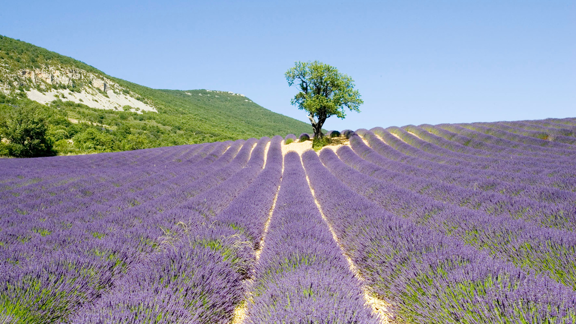 Lire la suite à propos de l’article Agence Destination Provence
