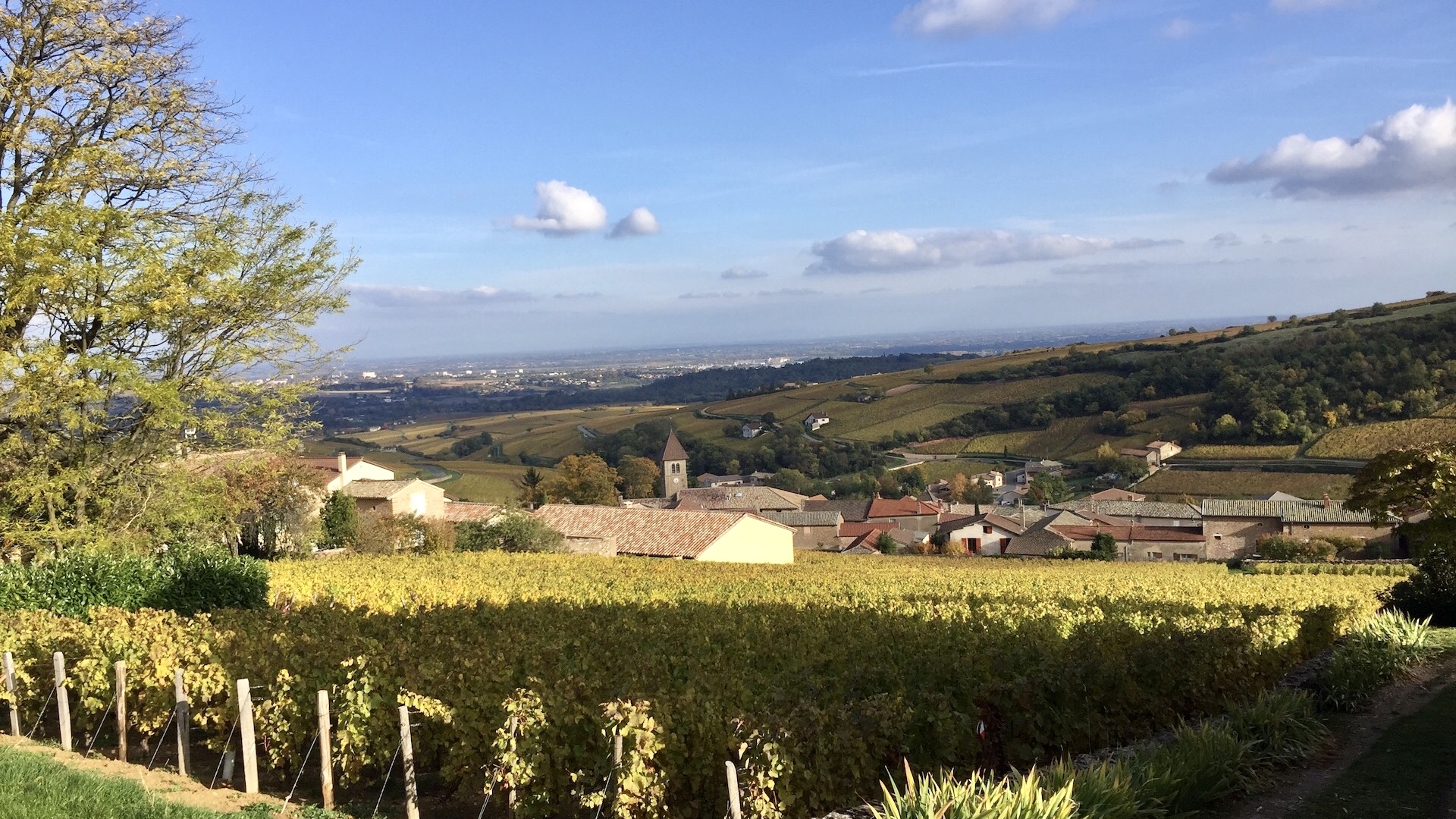 Découvrir le vignoble de Bourgogne avec Go Côté Saône