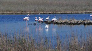 Autotour en Camargue avec Destination Provence