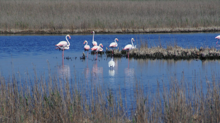 Autotour en Camargue avec Destination Provence