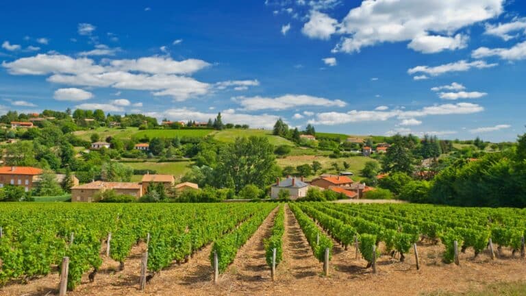 Éveillez tous vos sens lors d’une immersion dans les verdoyantes vallées et coteaux perchés du Beaujolais