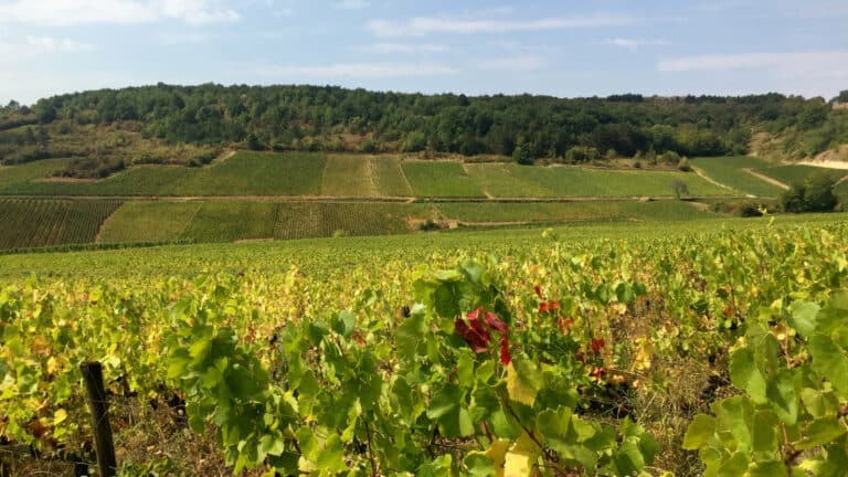 Découvrir la Bourgogne et ses vignobles, les Montagnes du Jura et le Massif des Vosges