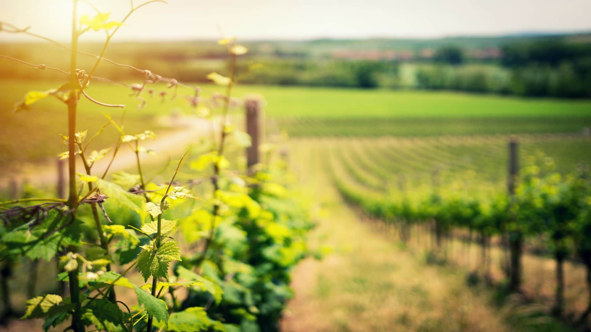 Read more about the article NATURE & WELL BEING IN THE BEAUJOLAIS REGION