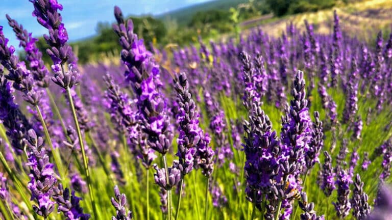 Destination Provence