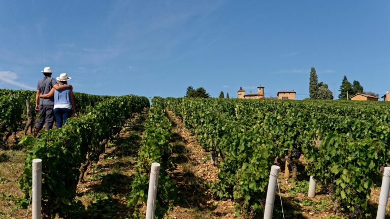 Fontana Vineyards